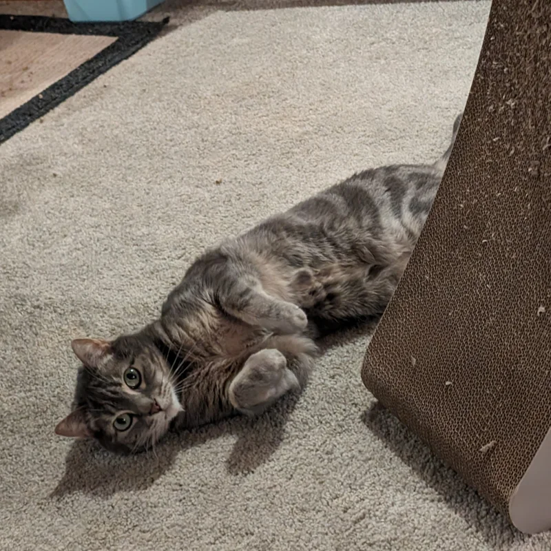Ava, a gray tabby cat with green eyes, lying on her side on beige carpet next to a cardboard scratcher, looking at the camera
