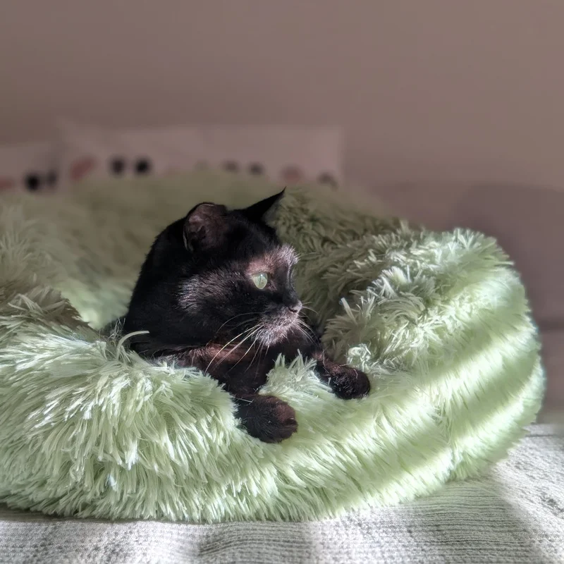 Black cat named Helly lounging in a fluffy sage green donut bed, gazing to the side with yellow-green eyes