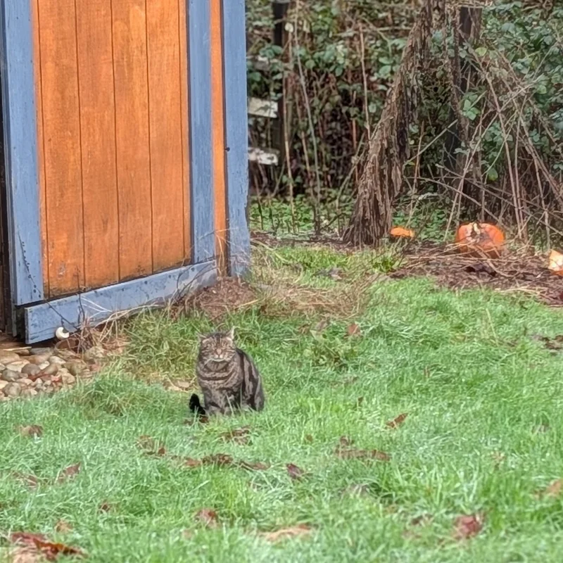 Tabby cat with striped markings sitting alert in a grassy backyard near a wooden shed with blue trim